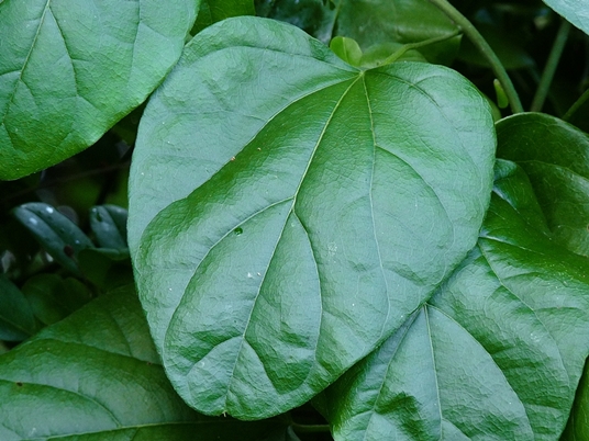 {Cocculus carolinus}